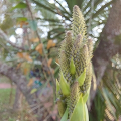 Asparagaceae