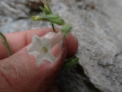 Nicotiana