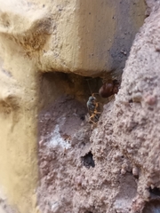 Machaerothrix salticidus