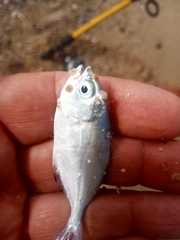 Trachinotus ovatus