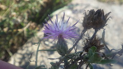 Centaurea aspera