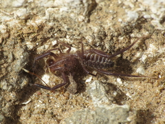 Gluvia dorsalis