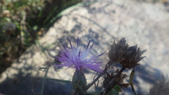 Centaurea aspera