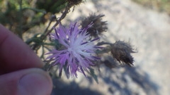 Centaurea aspera