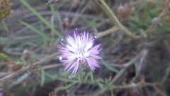 Centaurea aspera