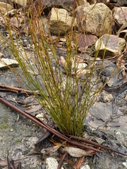 Baloskion tetraphyllum