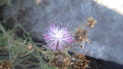 Centaurea aspera