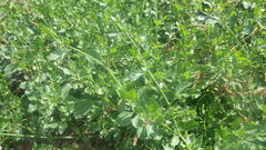 Salpichroa origanifolia