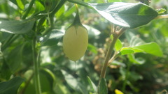 Salpichroa origanifolia