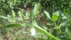 Salpichroa origanifolia
