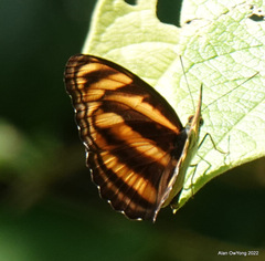 Athyma nefte subrata