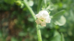 Salpichroa origanifolia