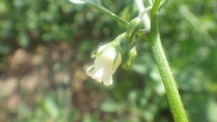 Salpichroa origanifolia