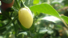 Salpichroa origanifolia