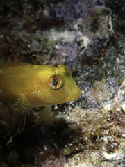 Parablennius pilicornis