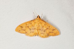 Patania balteata