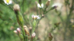 Symphyotrichum subulatum squamatum