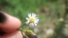 Symphyotrichum subulatum squamatum
