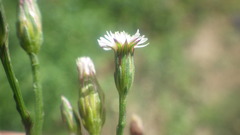 Symphyotrichum subulatum squamatum