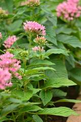 Pentas