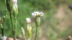 Symphyotrichum subulatum squamatum