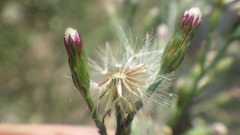 Symphyotrichum subulatum squamatum