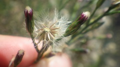 Symphyotrichum subulatum squamatum