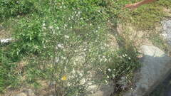 Symphyotrichum subulatum squamatum