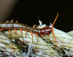 Scolopendra