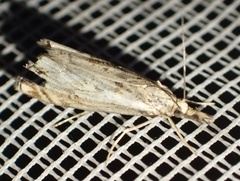 Catoptria falsella