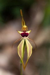 Caladenia rhomboidiformis