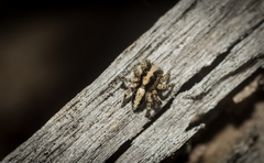Euophryini