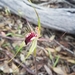 Caladenia graminifolia - Photo (c) bailey_plants, some rights reserved (CC BY-NC), uploaded by bailey_plants