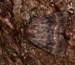 Amphipyra pyramidea