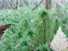 Sphagnum squarrosum