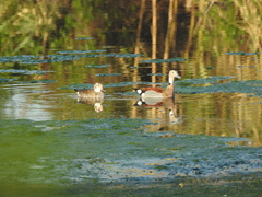 Callonetta leucophrys