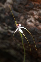 Caladenia longicauda