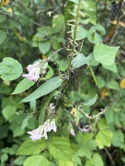 Amphicarpaea bracteata