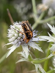 Chauliognathus marginatus