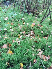 Sphagnum squarrosum