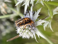Chauliognathus marginatus