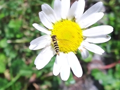 Sphaerophoria scripta