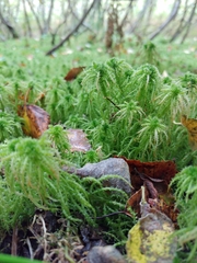 Sphagnum squarrosum