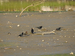 Chrysomus ruficapillus