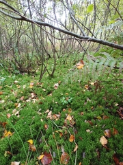 Sphagnum squarrosum