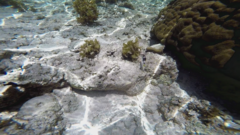 Halichoeres hortulanus