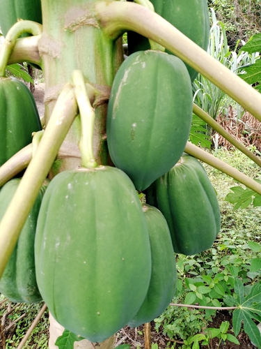 Papaya