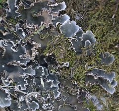 Peltigera rufescens