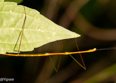 Baculomia