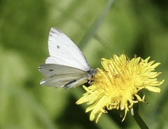 Pieris napi
